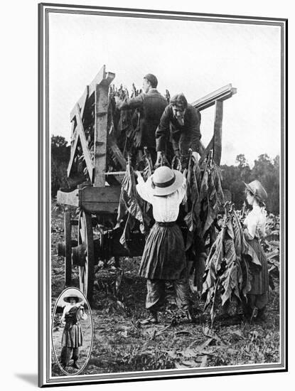 Tobacco Farm in Norfolk-null-Mounted Art Print