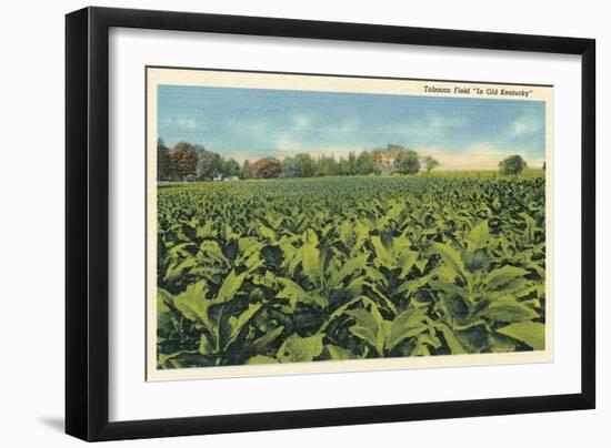 Tobacco Field, Kentucky-null-Framed Art Print