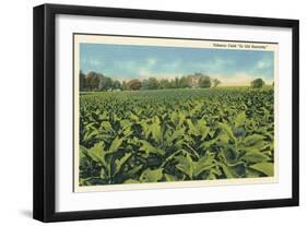 Tobacco Field, Kentucky-null-Framed Art Print