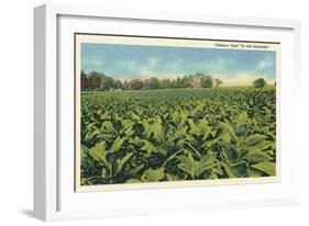 Tobacco Field, Kentucky-null-Framed Art Print