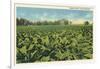 Tobacco Field, Kentucky-null-Framed Art Print