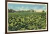 Tobacco Field, Kentucky-null-Framed Art Print