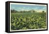 Tobacco Field, Kentucky-null-Framed Stretched Canvas