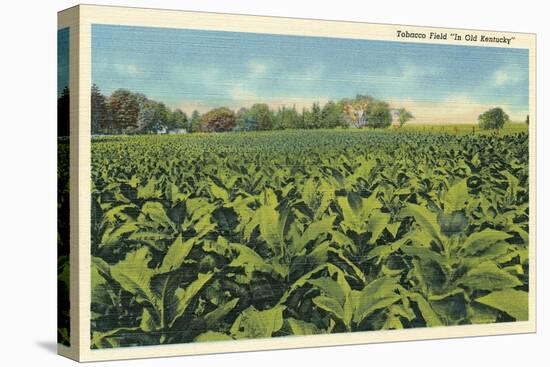 Tobacco Field, Kentucky-null-Stretched Canvas