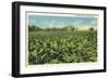 Tobacco Field, Kentucky-null-Framed Premium Giclee Print
