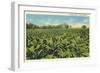 Tobacco Field, Kentucky-null-Framed Premium Giclee Print