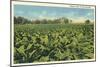Tobacco Field, Kentucky-null-Mounted Premium Giclee Print