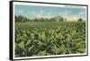 Tobacco Field, Kentucky-null-Framed Stretched Canvas