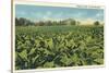 Tobacco Field, Kentucky-null-Stretched Canvas
