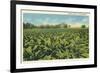 Tobacco Field, Kentucky-null-Framed Art Print