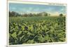 Tobacco Field, Kentucky-null-Mounted Art Print