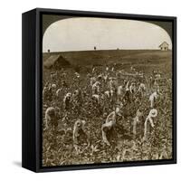 Tobacco Field, Montpeller, Jamaica, 1900-Underwood & Underwood-Framed Stretched Canvas