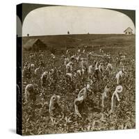 Tobacco Field, Montpeller, Jamaica, 1900-Underwood & Underwood-Stretched Canvas