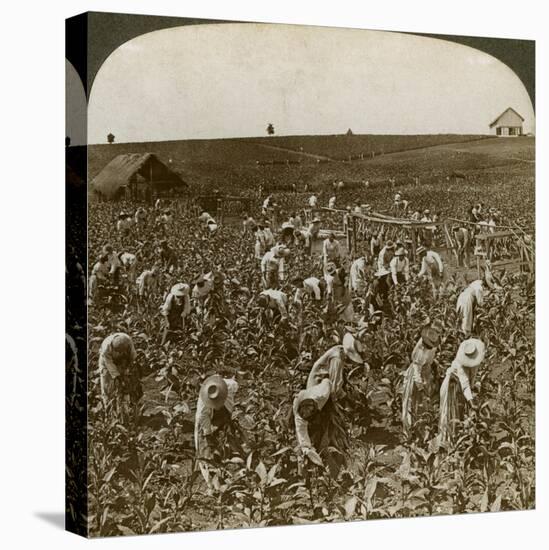 Tobacco Field, Montpeller, Jamaica, 1900-Underwood & Underwood-Stretched Canvas