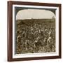 Tobacco Field, Montpeller, Jamaica, 1900-Underwood & Underwood-Framed Giclee Print