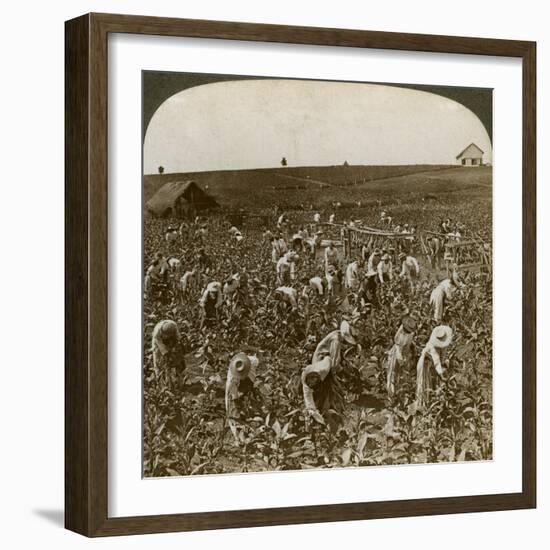 Tobacco Field, Montpeller, Jamaica, 1900-Underwood & Underwood-Framed Giclee Print