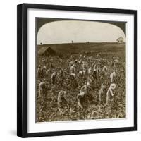 Tobacco Field, Montpeller, Jamaica, 1900-Underwood & Underwood-Framed Giclee Print