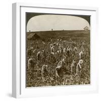 Tobacco Field, Montpeller, Jamaica, 1900-Underwood & Underwood-Framed Giclee Print