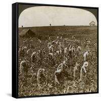 Tobacco Field, Montpeller, Jamaica, 1900-Underwood & Underwood-Framed Stretched Canvas