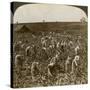 Tobacco Field, Montpeller, Jamaica, 1900-Underwood & Underwood-Stretched Canvas