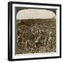 Tobacco Field, Montpeller, Jamaica, 1900-Underwood & Underwood-Framed Premium Giclee Print