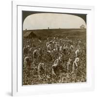 Tobacco Field, Montpeller, Jamaica, 1900-Underwood & Underwood-Framed Giclee Print