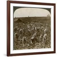 Tobacco Field, Montpeller, Jamaica, 1900-Underwood & Underwood-Framed Giclee Print