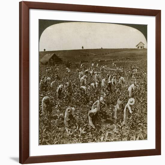 Tobacco Field, Montpeller, Jamaica, 1900-Underwood & Underwood-Framed Giclee Print