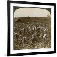 Tobacco Field, Montpeller, Jamaica, 1900-Underwood & Underwood-Framed Giclee Print