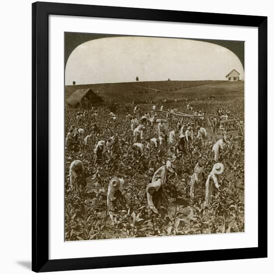 Tobacco Field, Montpeller, Jamaica, 1900-Underwood & Underwood-Framed Giclee Print