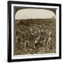 Tobacco Field, Montpeller, Jamaica, 1900-Underwood & Underwood-Framed Giclee Print