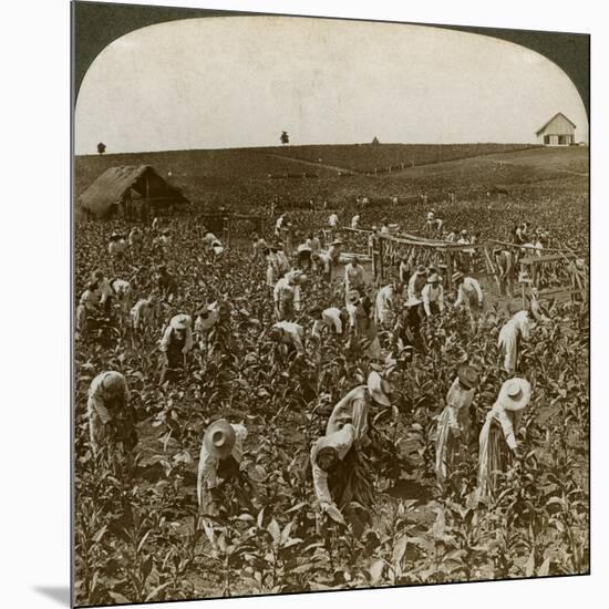 Tobacco Field, Montpeller, Jamaica, 1900-Underwood & Underwood-Mounted Giclee Print