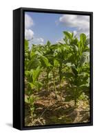 Tobacco Field, Pinar Del Rio, Cuba, West Indies, Caribbean, Central America-Rolf-Framed Stretched Canvas