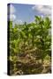 Tobacco Field, Pinar Del Rio, Cuba, West Indies, Caribbean, Central America-Rolf-Stretched Canvas