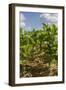 Tobacco Field, Pinar Del Rio, Cuba, West Indies, Caribbean, Central America-Rolf-Framed Photographic Print