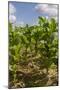 Tobacco Field, Pinar Del Rio, Cuba, West Indies, Caribbean, Central America-Rolf-Mounted Photographic Print