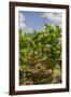 Tobacco Field, Pinar Del Rio, Cuba, West Indies, Caribbean, Central America-Rolf-Framed Photographic Print