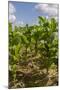 Tobacco Field, Pinar Del Rio, Cuba, West Indies, Caribbean, Central America-Rolf-Mounted Photographic Print