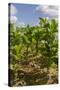 Tobacco Field, Pinar Del Rio, Cuba, West Indies, Caribbean, Central America-Rolf-Stretched Canvas