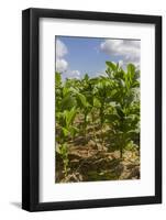 Tobacco Field, Pinar Del Rio, Cuba, West Indies, Caribbean, Central America-Rolf-Framed Photographic Print