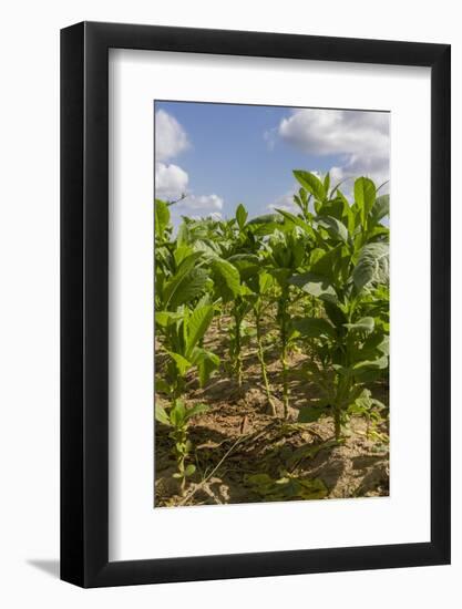 Tobacco Field, Pinar Del Rio, Cuba, West Indies, Caribbean, Central America-Rolf-Framed Photographic Print