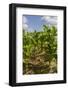 Tobacco Field, Pinar Del Rio, Cuba, West Indies, Caribbean, Central America-Rolf-Framed Photographic Print