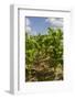 Tobacco Field, Pinar Del Rio, Cuba, West Indies, Caribbean, Central America-Rolf-Framed Photographic Print