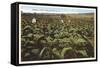 Tobacco Field, Raleigh, North Carolina-null-Framed Stretched Canvas