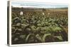 Tobacco Field, Raleigh, North Carolina-null-Stretched Canvas