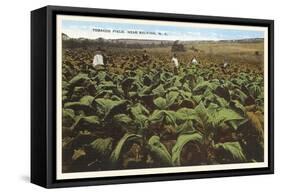 Tobacco Field, Raleigh, North Carolina-null-Framed Stretched Canvas