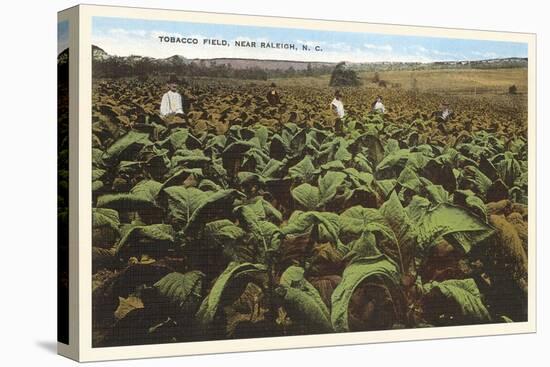 Tobacco Field, Raleigh, North Carolina-null-Stretched Canvas