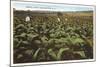 Tobacco Field, Raleigh, North Carolina-null-Mounted Art Print