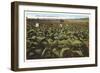 Tobacco Field, Raleigh, North Carolina-null-Framed Art Print