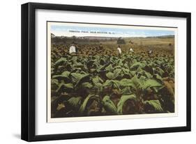 Tobacco Field, Raleigh, North Carolina-null-Framed Art Print